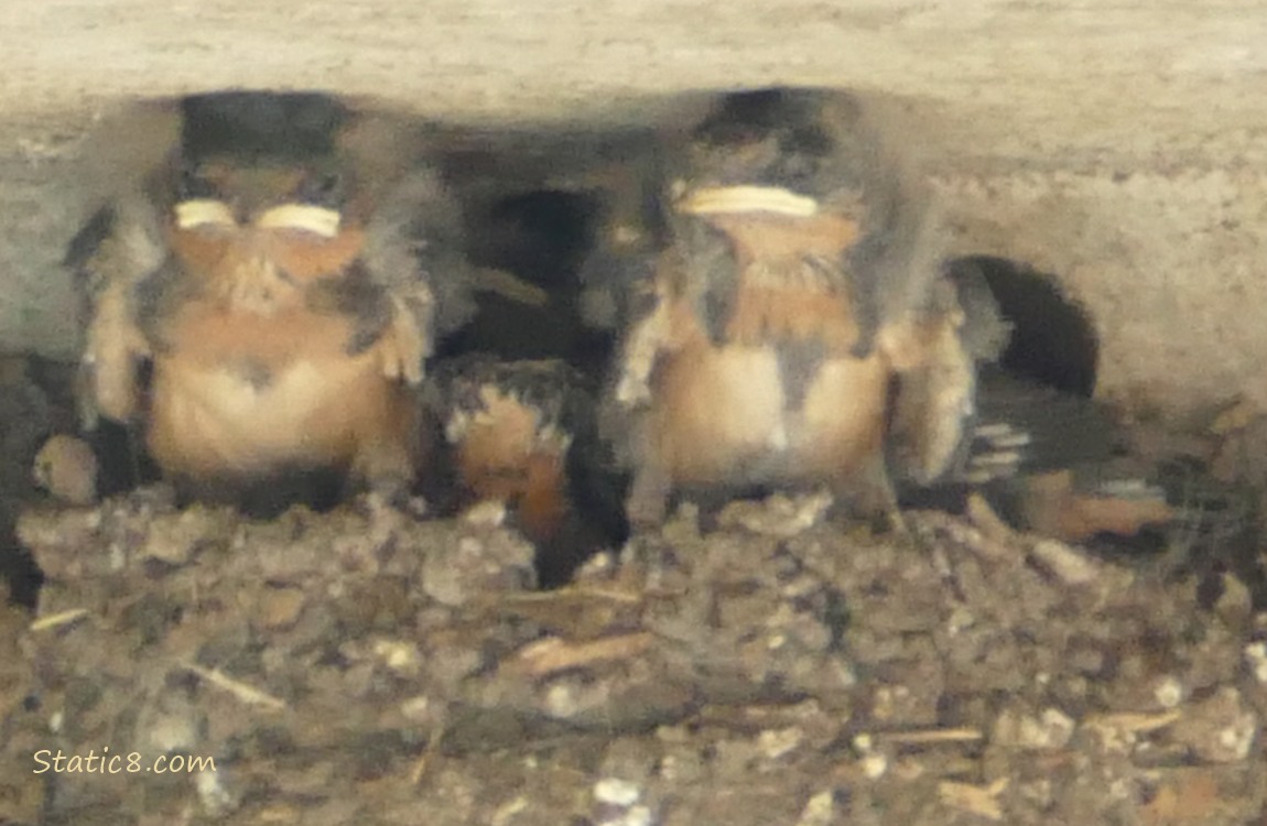 Barn Swallow babies in the nest