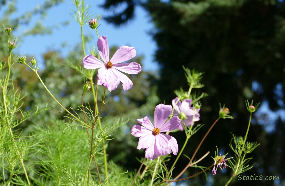 Pink Cosmos blooms in front of blue sky