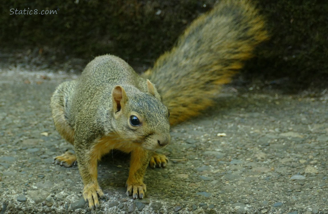 Squirrel sitting on a sidewalk step