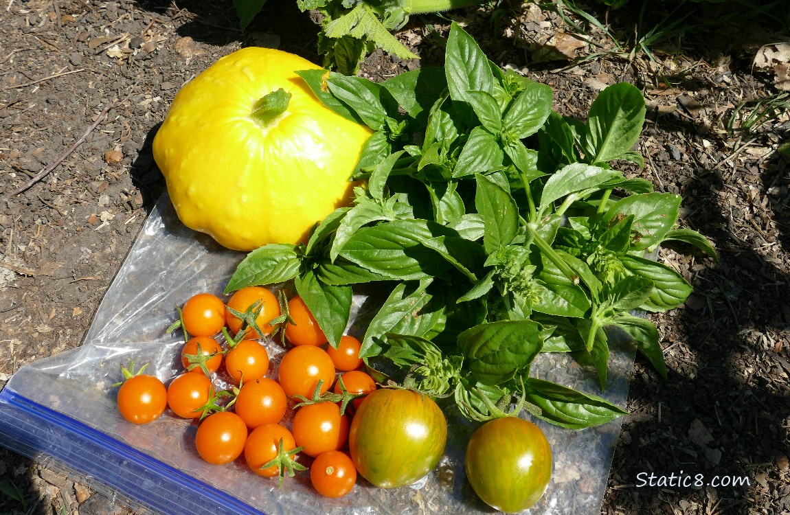 Harvested veggies on a ziplock bag on the ground