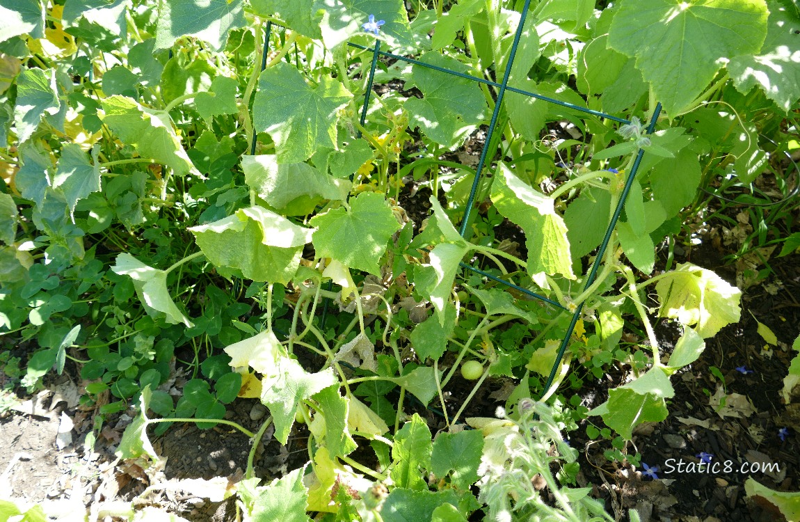 Cucumber plants on a wire trellis