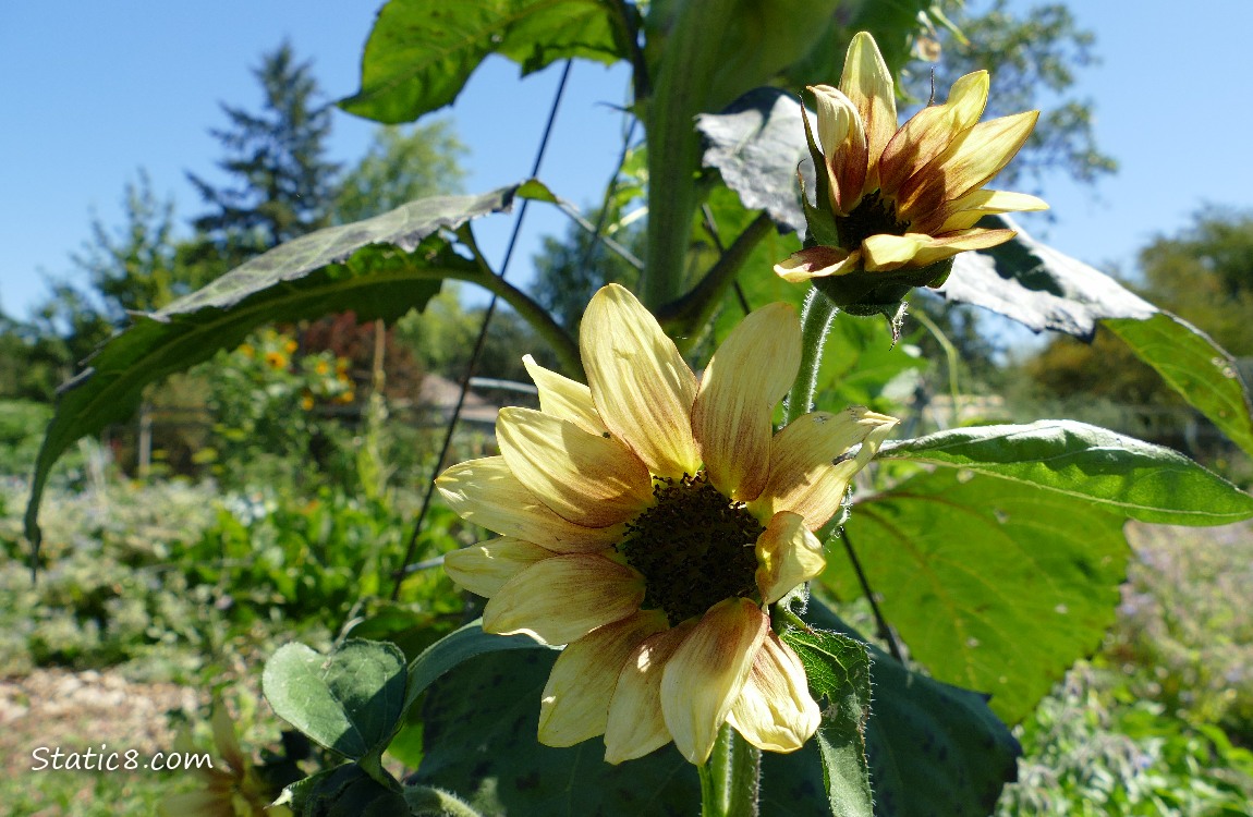 Sunflower blooms in front of blue sky