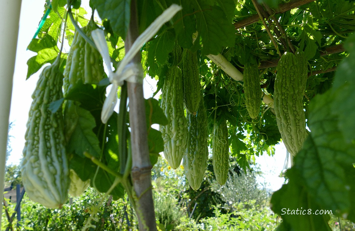Cucumber like fruits hanging from the vine