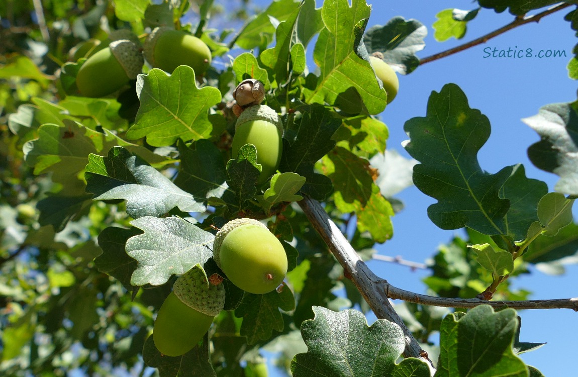 Green acorns growing on an oak tree