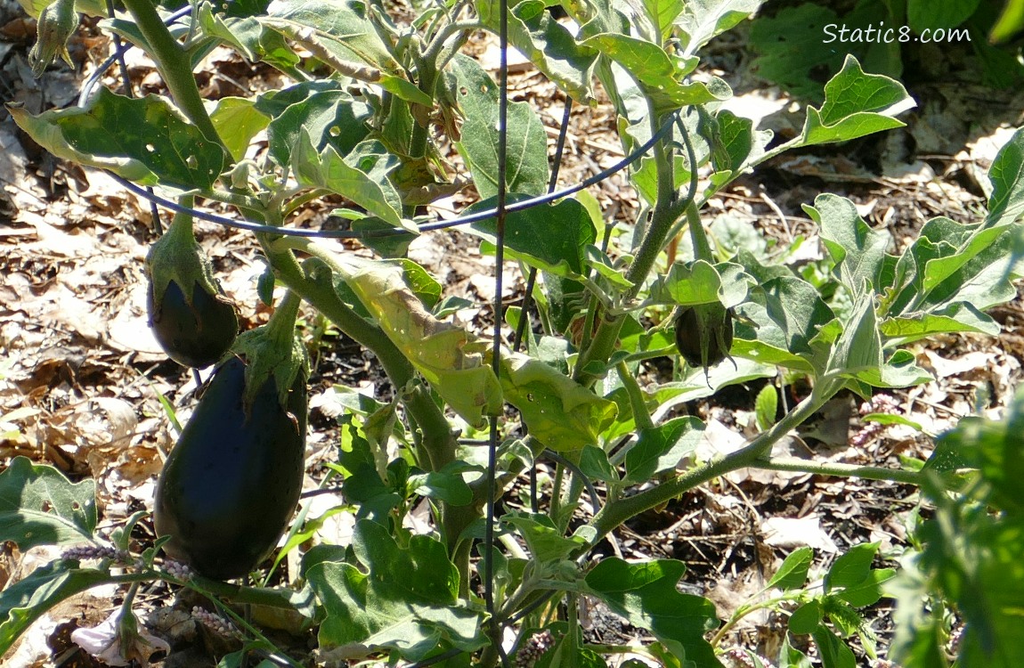 Aubergine plant with three small fruits growing on it