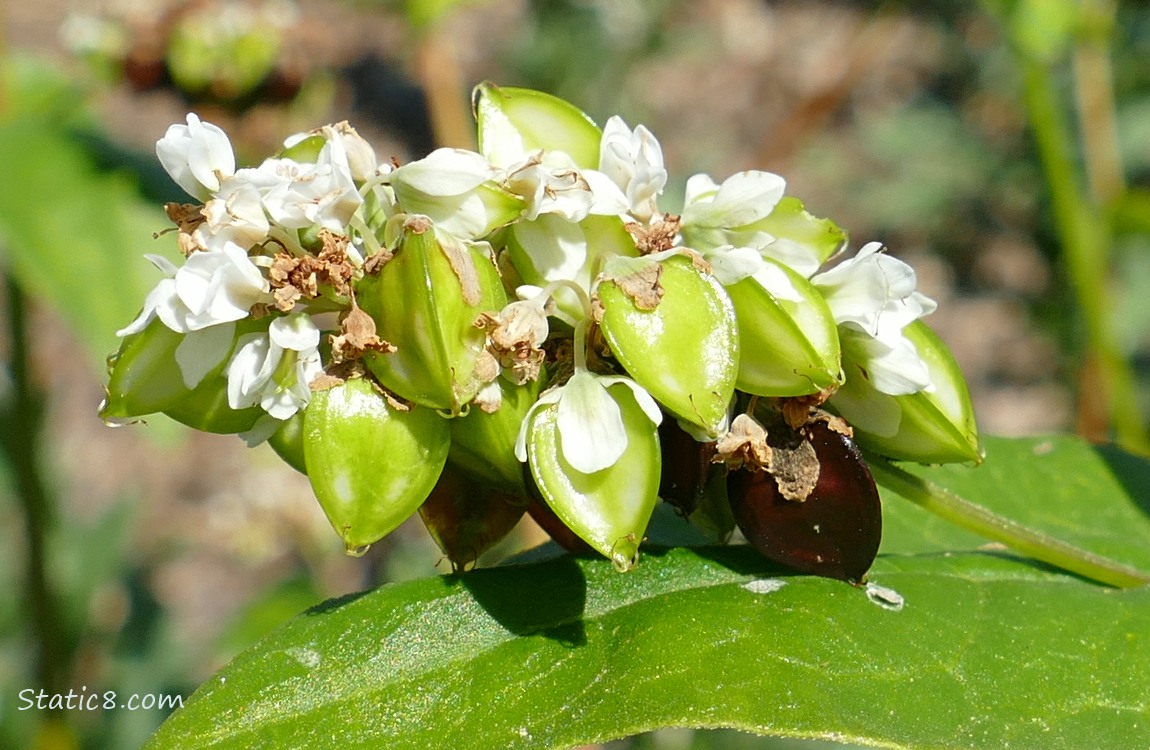 Buckwheat seeds ripening on the plant