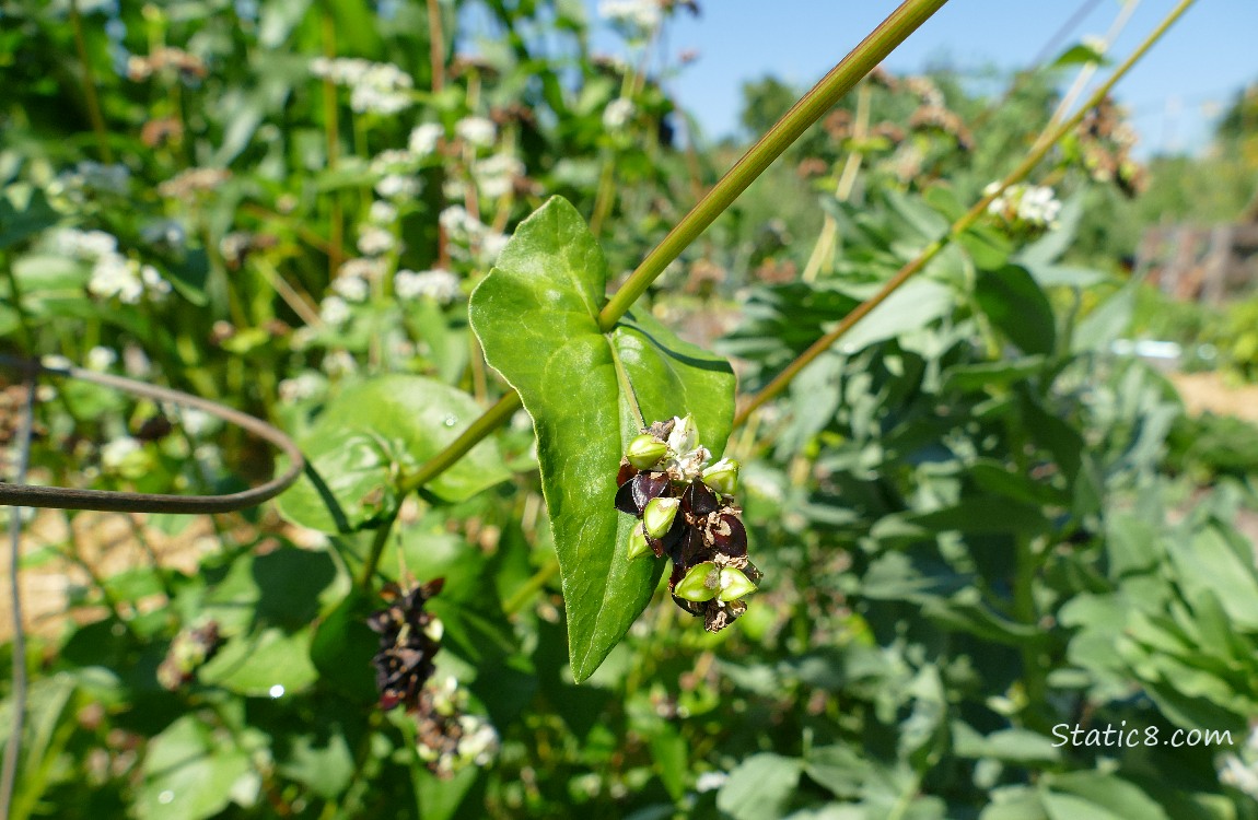 Buckwheat seeds