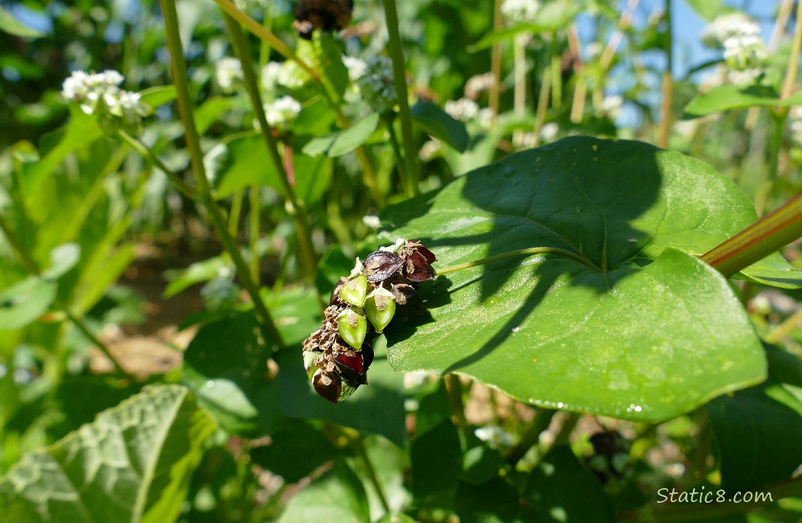 Buckwheat seeds