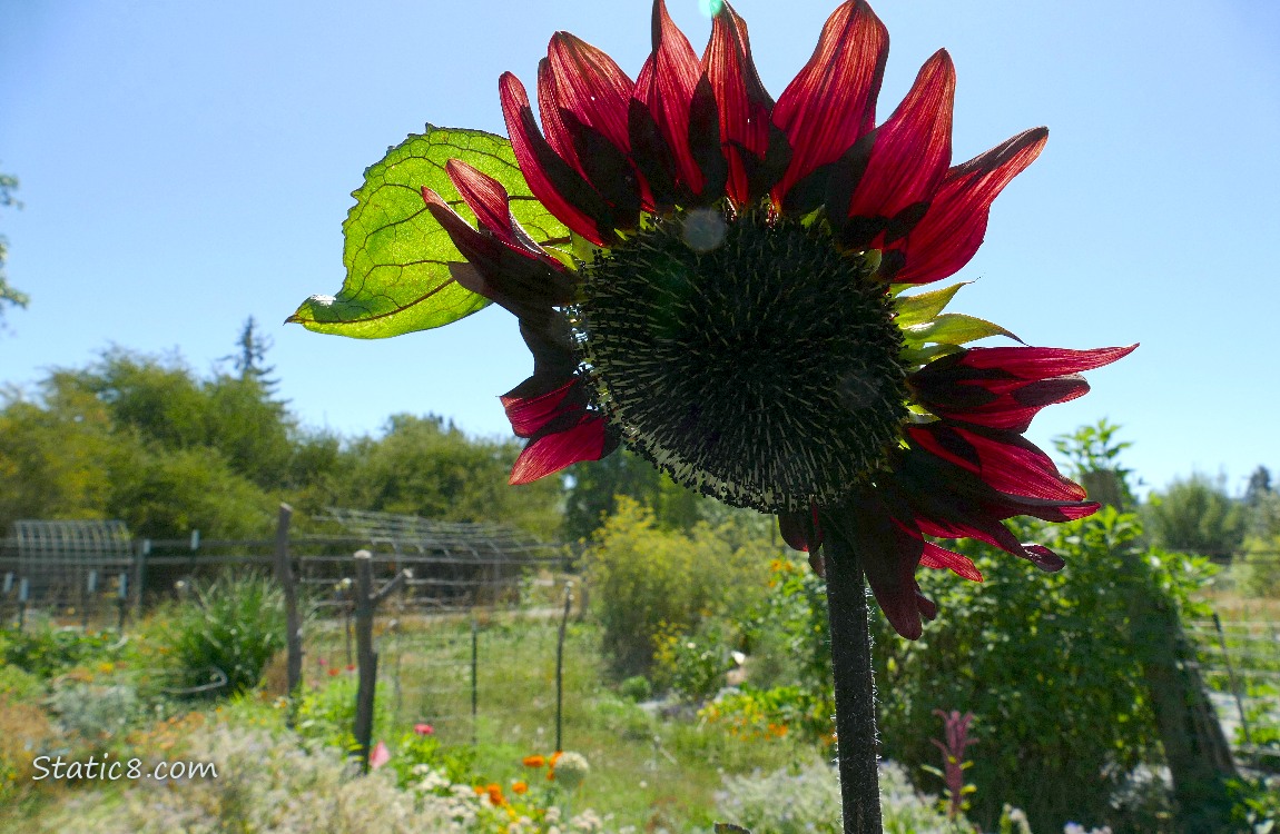 Red Sunflower bloom in front of garden plots