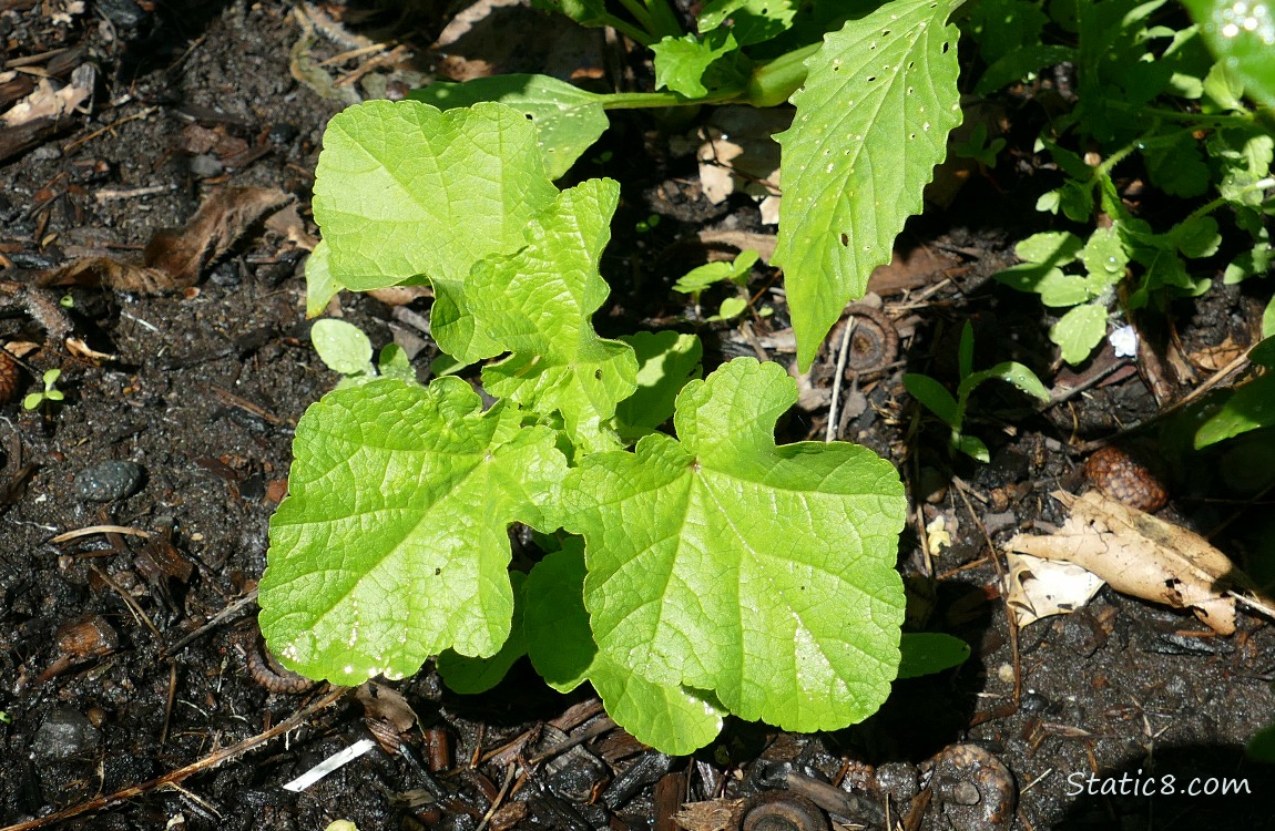 Unknown plant growing in the ground