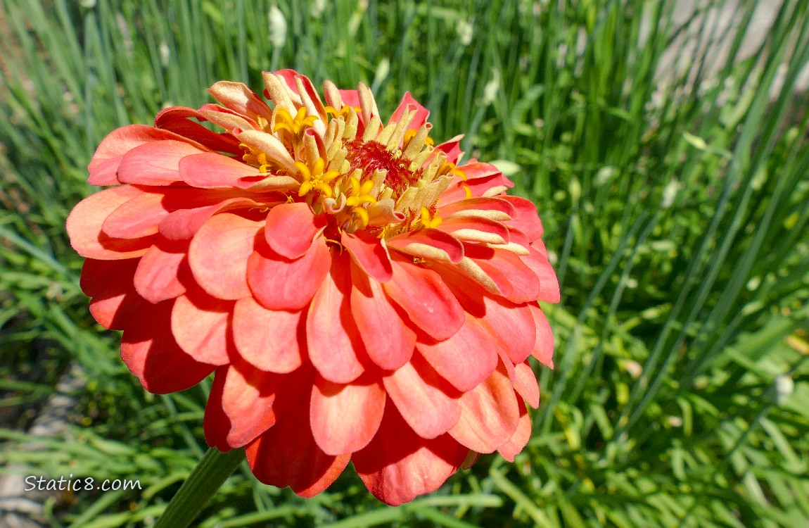Pink Zinnia bloom