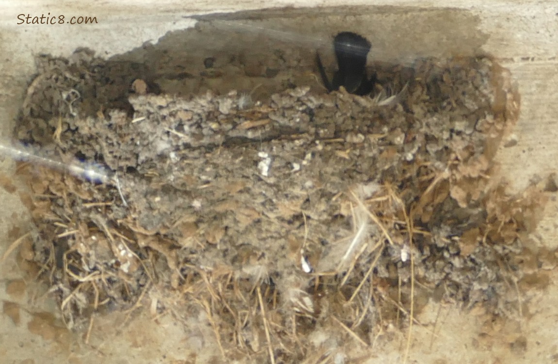 Empty Barn Swallow nest