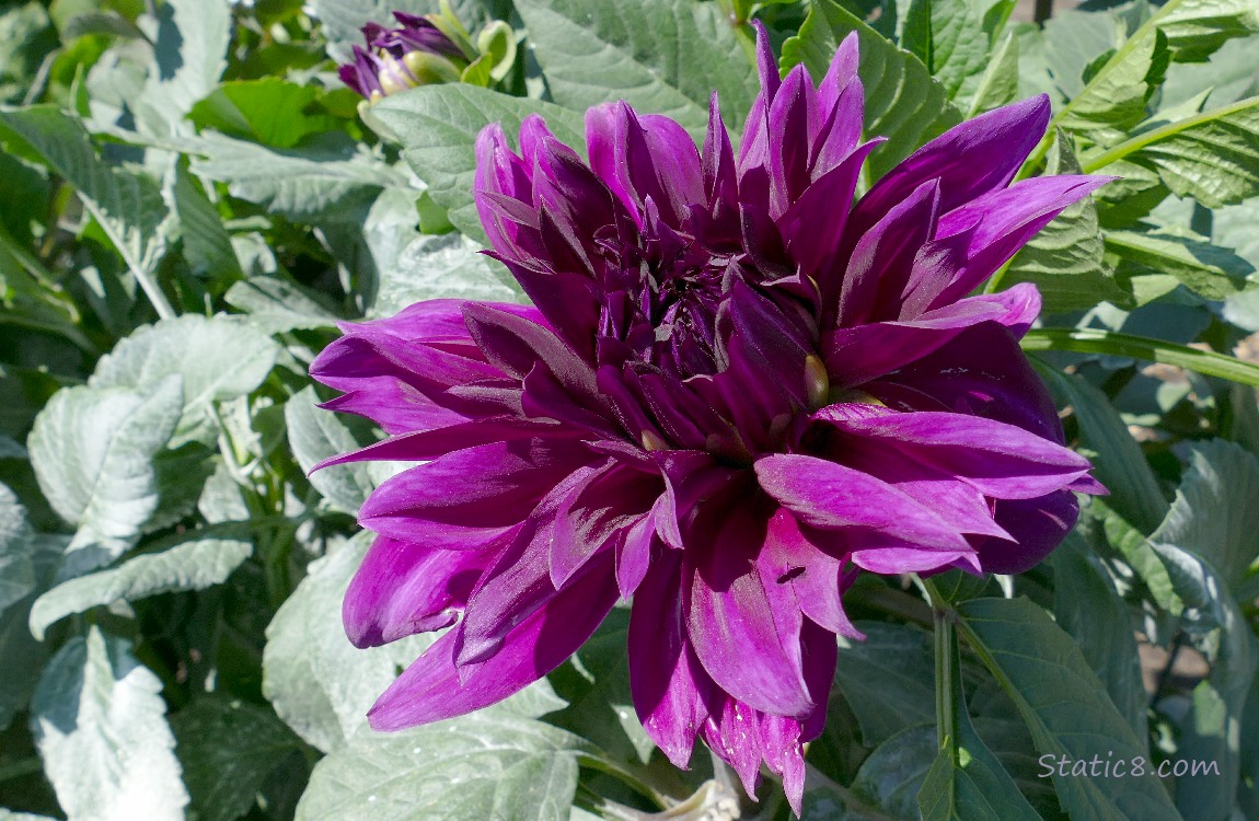 Purple Dahlia bloom