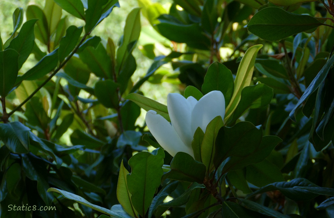 Southern Magnolia bloom in the shadows, surrounded by leaves of the tree