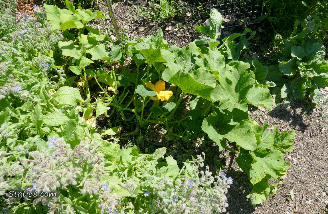 Vining squash plant with a big yellow flower under the leaves