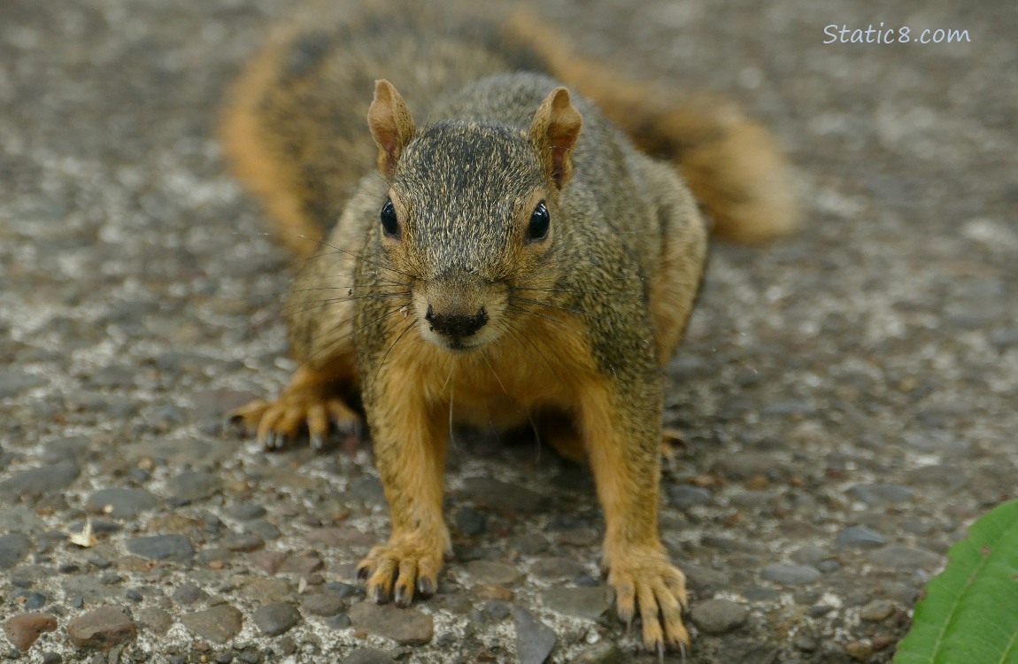 Squirrel sitting on the sidewalk