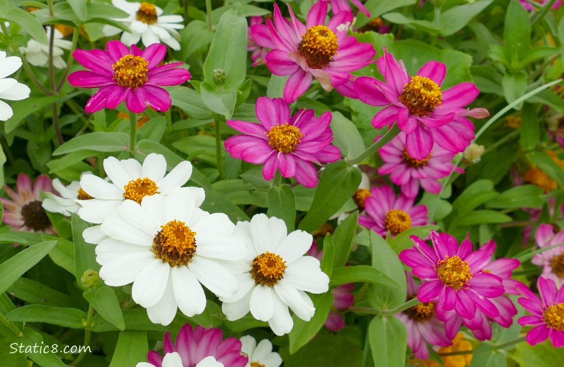 Zinnia patch in a garden plot
