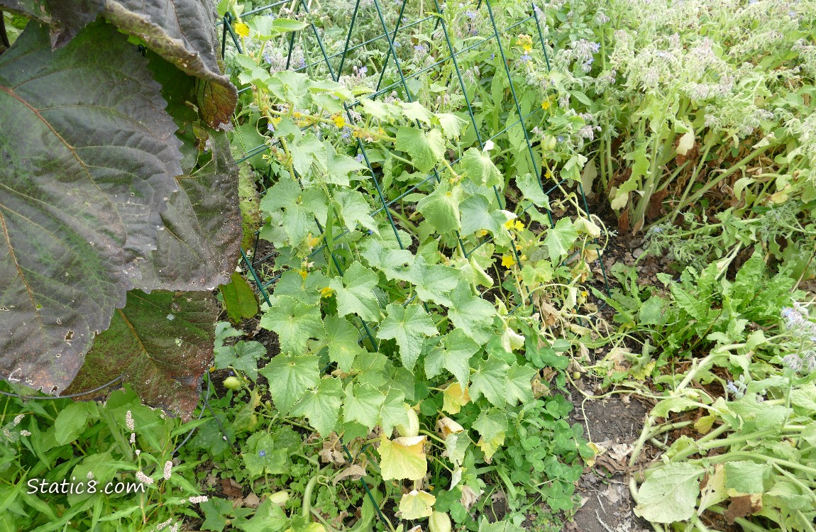 Cucumber plants on a wire trellis