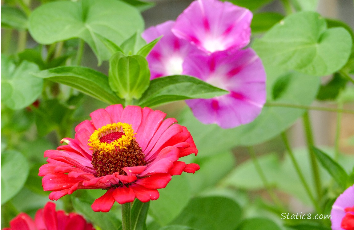 Red Zinnia bloom with purple Morning Glories in the background