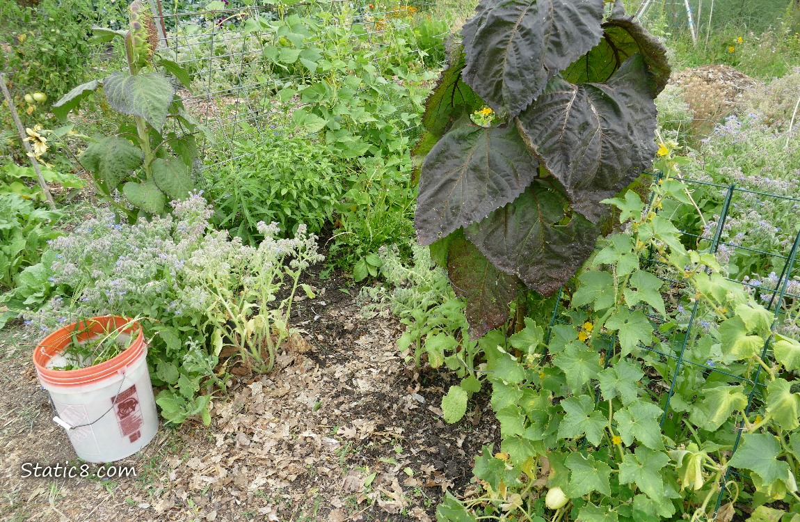 Garden plot with a bucket full of weeds