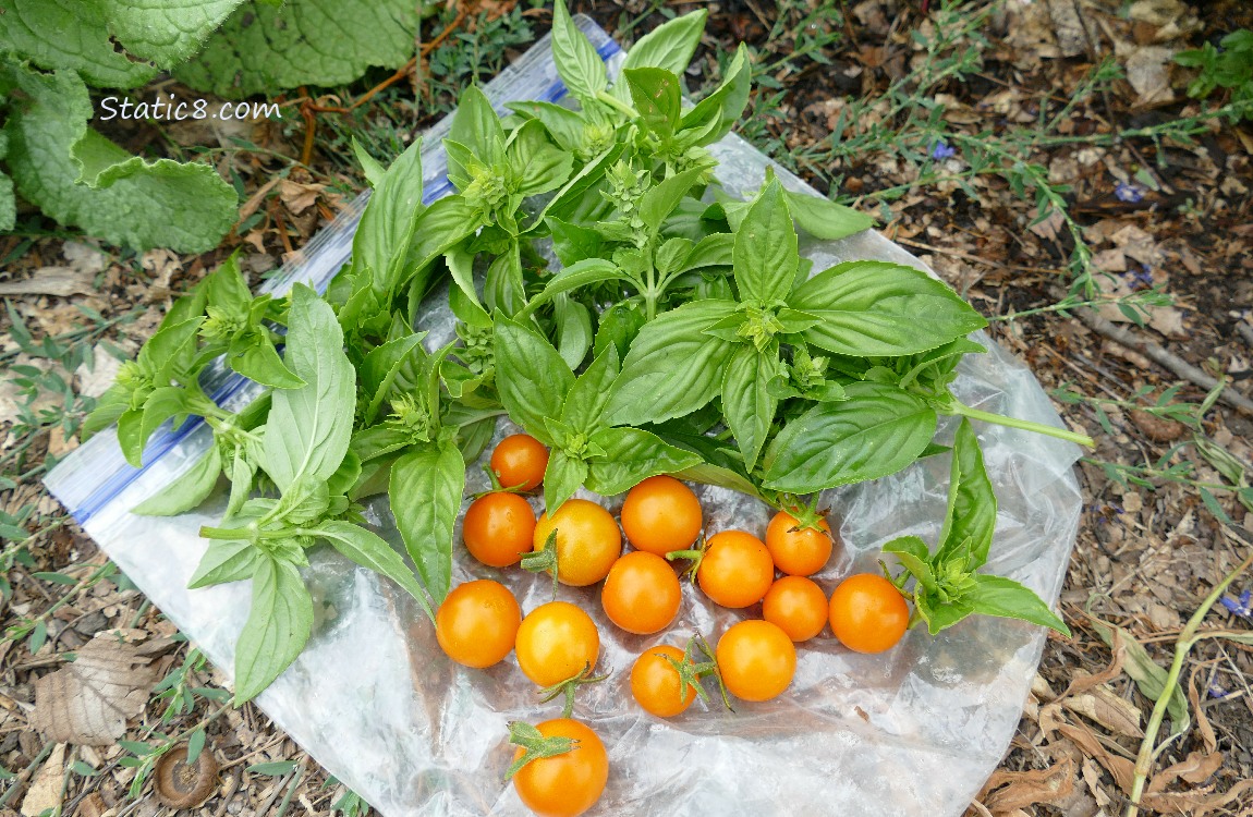 Harvested Basil and Sungolds laying on a ziplock bag on the ground