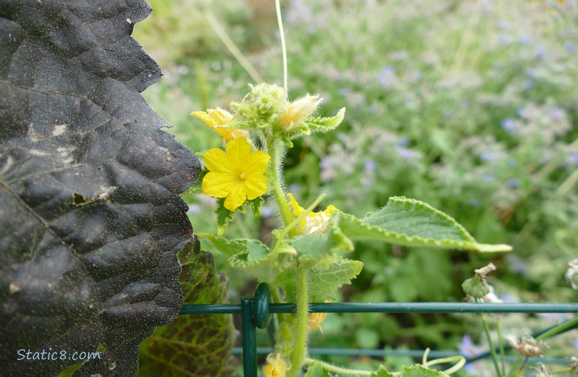 Cucumber bloom next to a dark red sunflower leaf