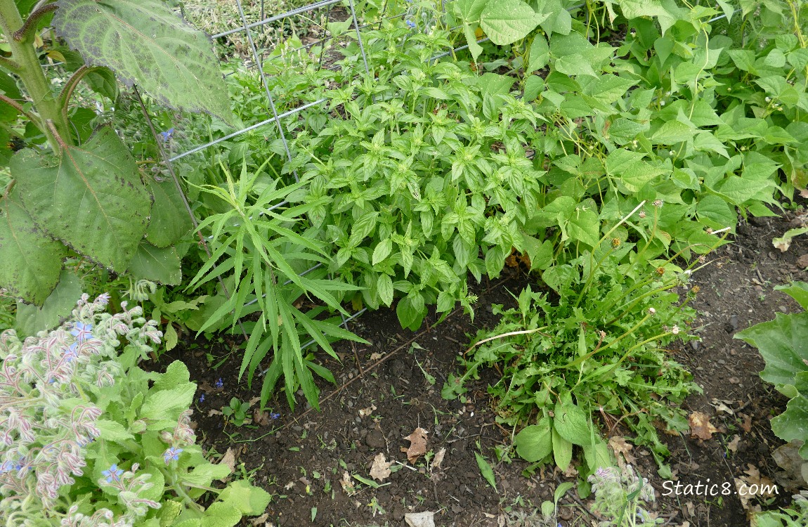Plants under a wire trellis