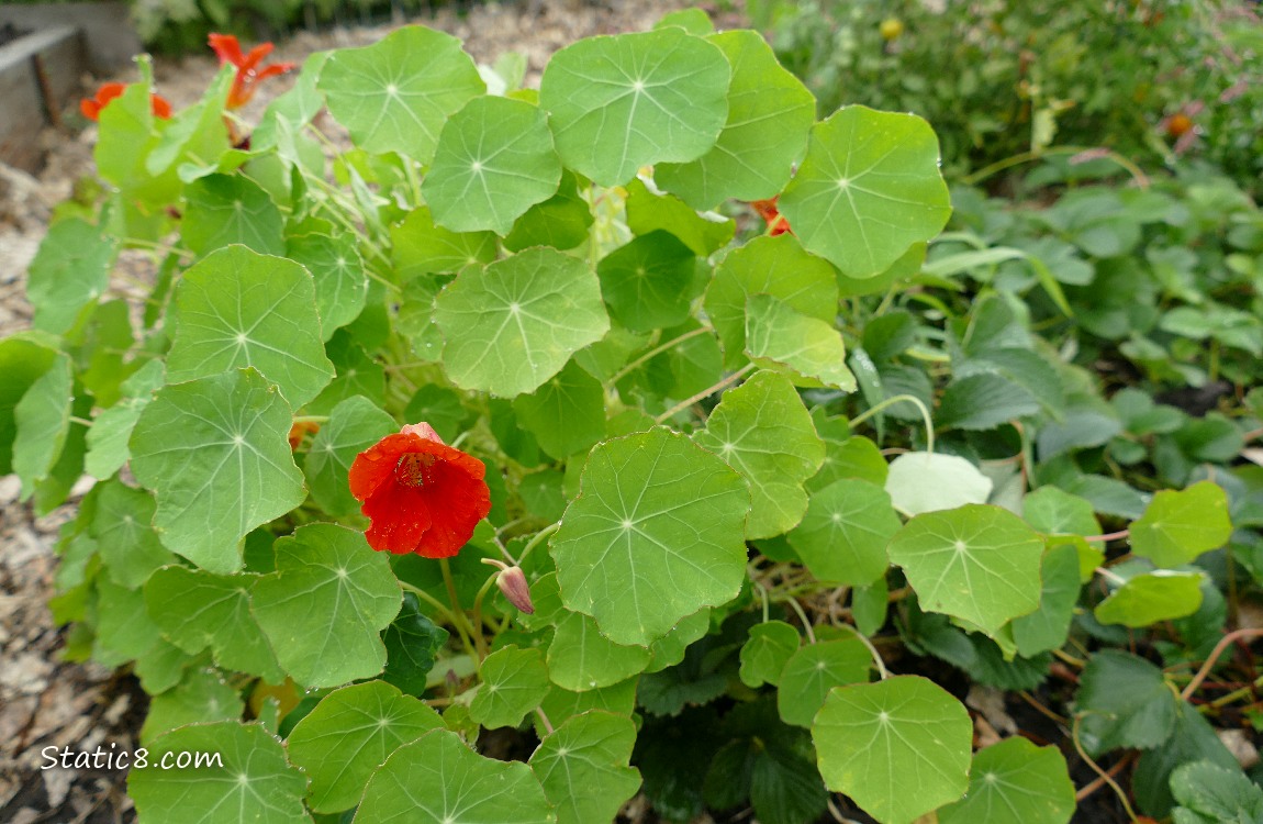 Nasturtium with red blooms