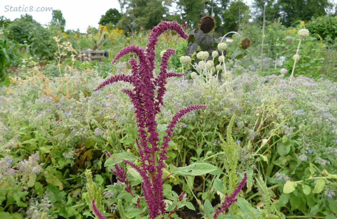 Red Amaranth in front of the garden plot