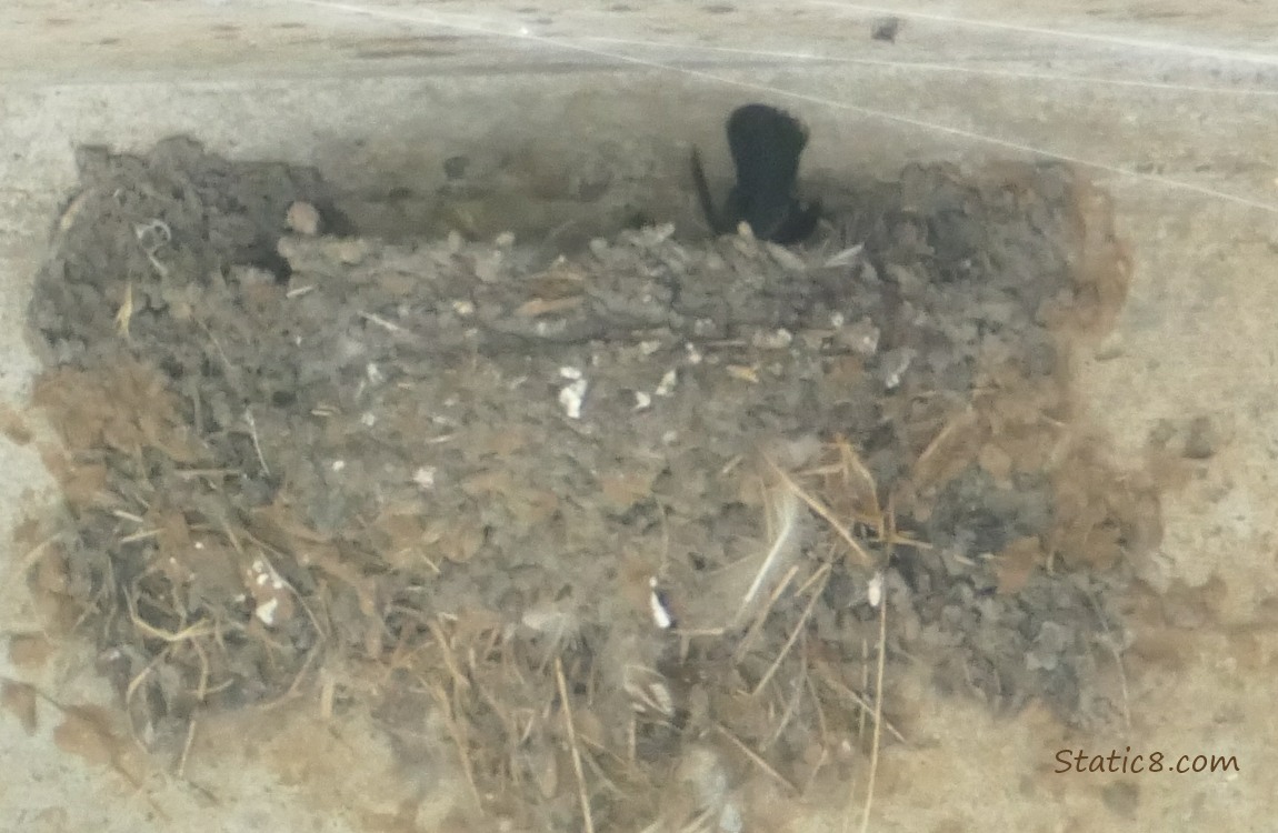 Empty Barn Swallow nest with a feather sticking up
