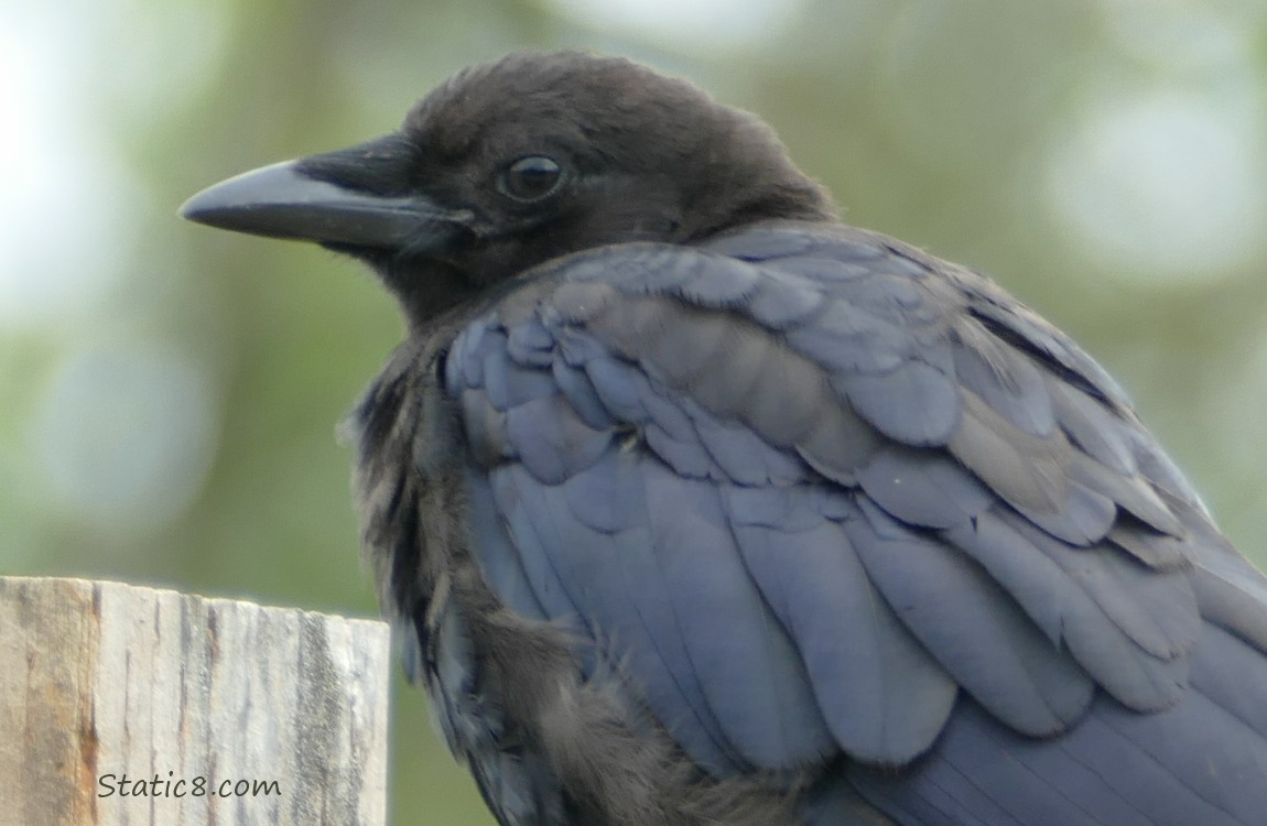 Crow looking over their shoulder