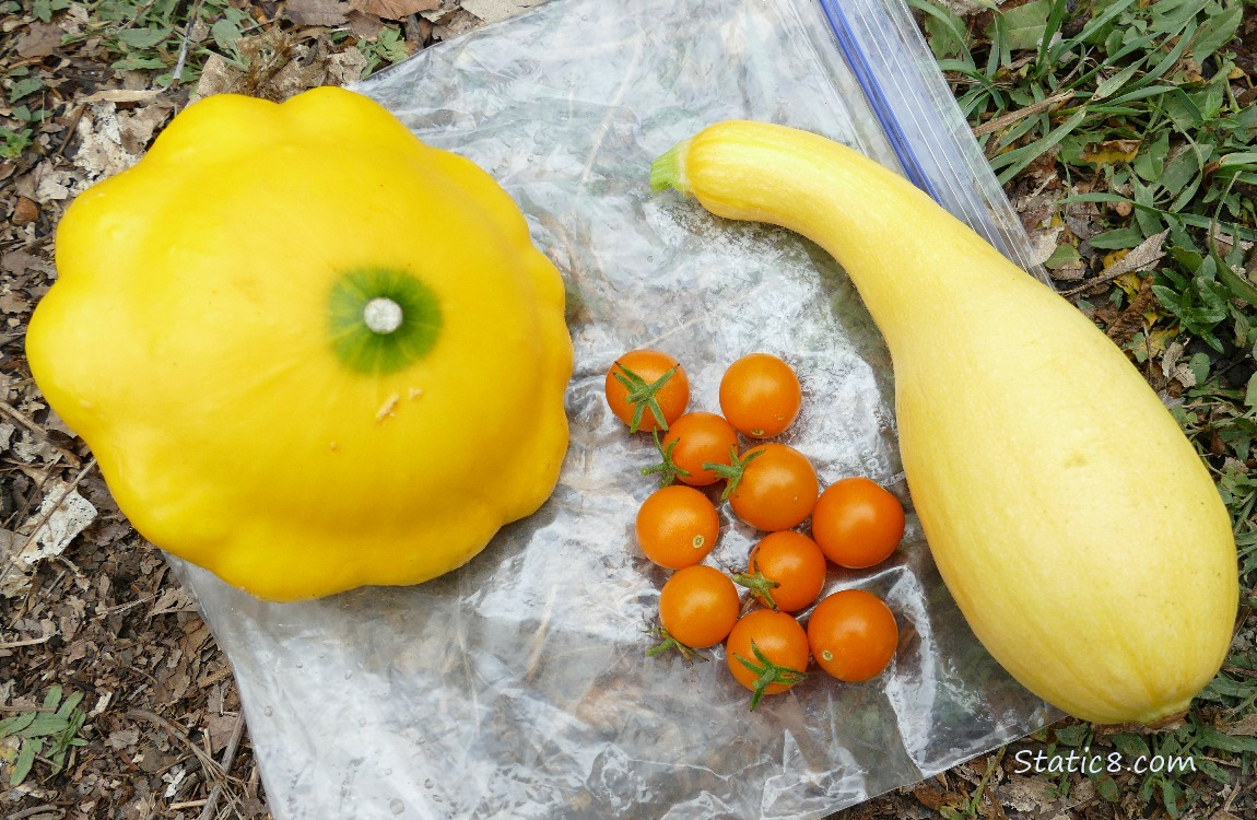Harvested veggies laying on a ziplock bag on the ground