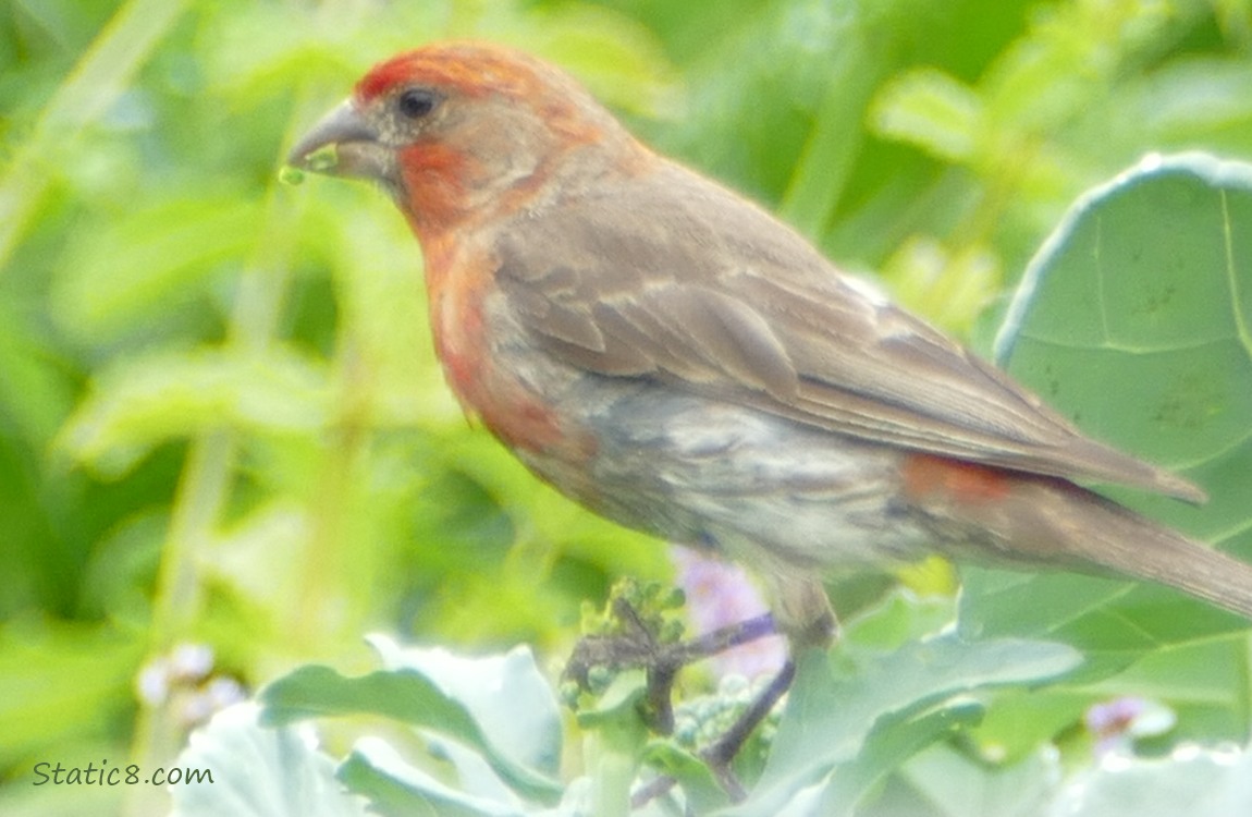 Male House Finch standing on a green plant