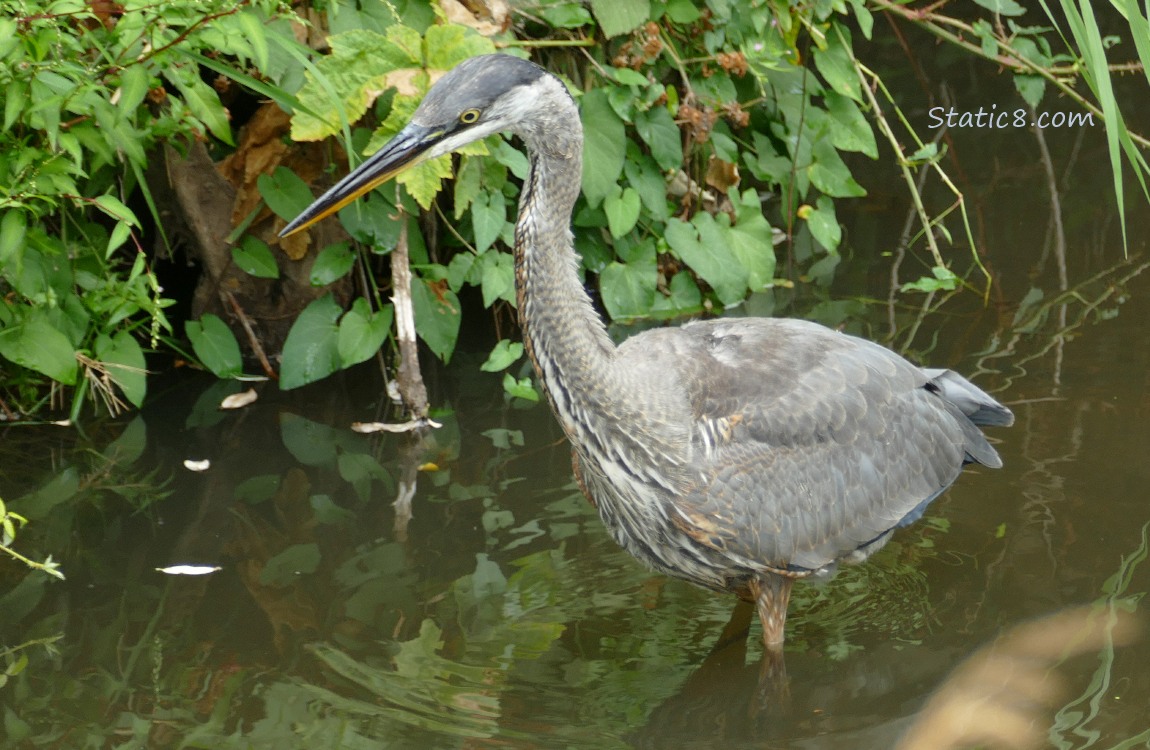 Great Blue Heron walking in shallow water near the bank