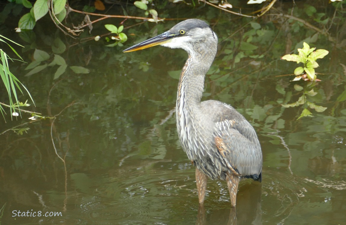 Great Blue Heron
