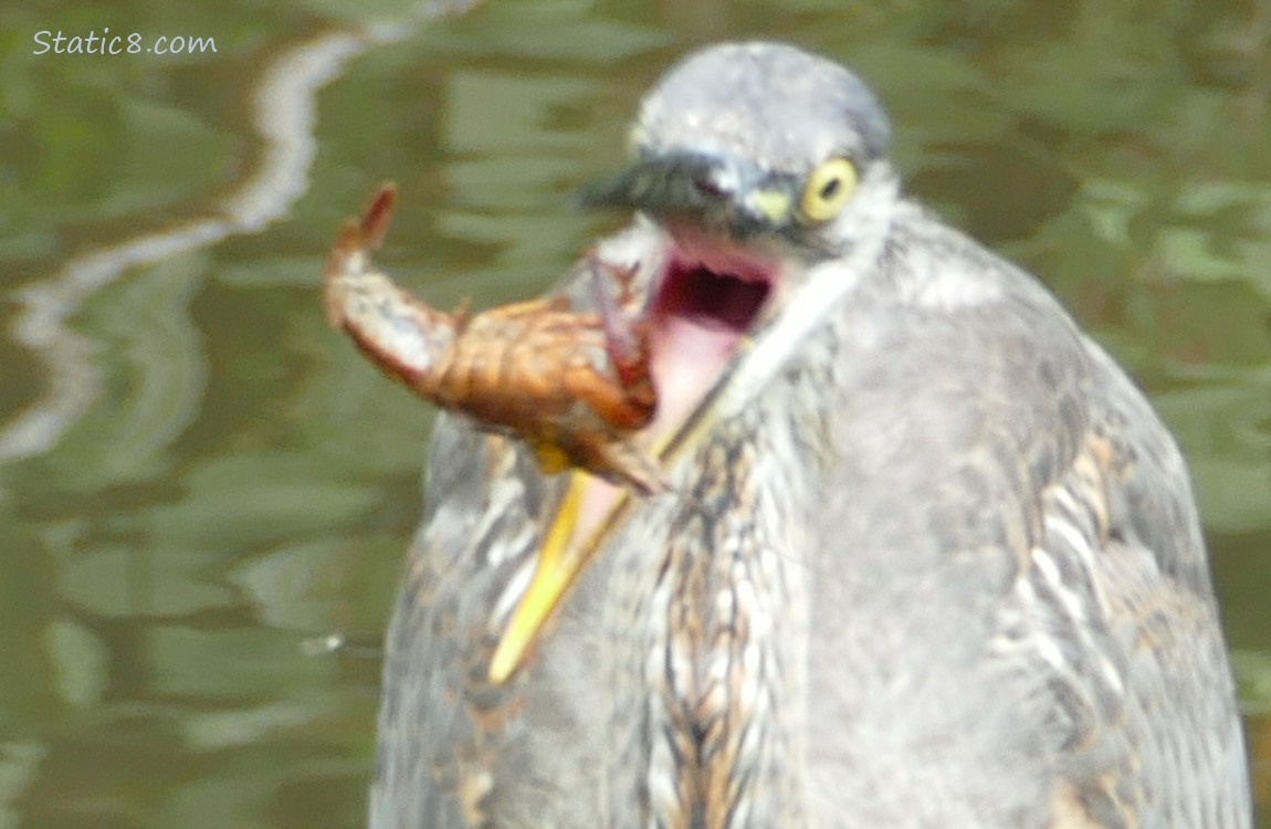Great Blue Heron tossing a Crawdad