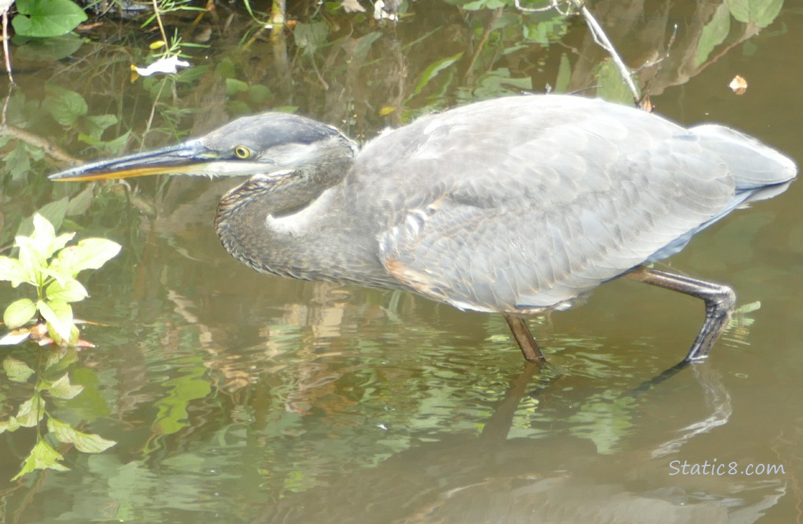 Great Blue Heron walking in shallow water