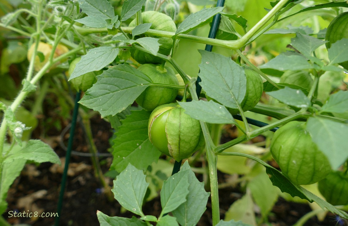 Tomatillo fruits hanging from the plant