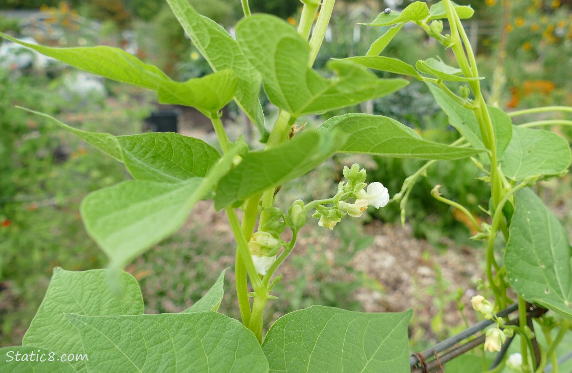 Bean blossoms