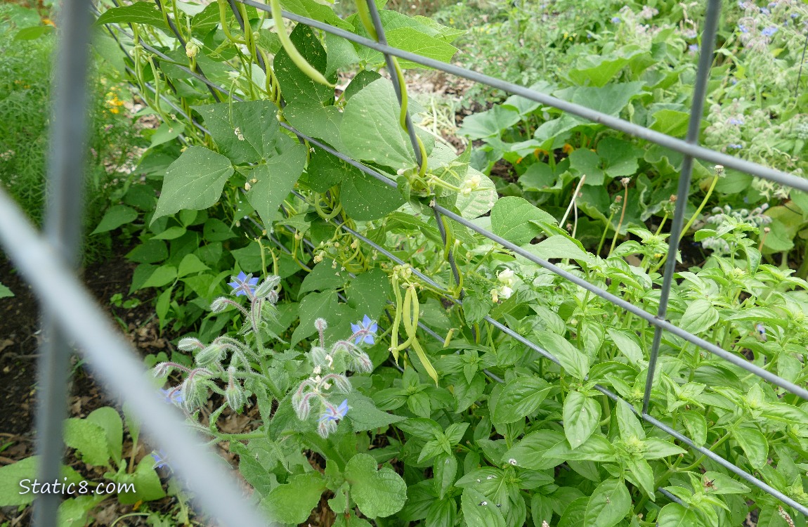 Garden plants under a wire trellis