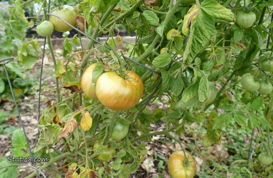Big tomatoes ripening on the vine