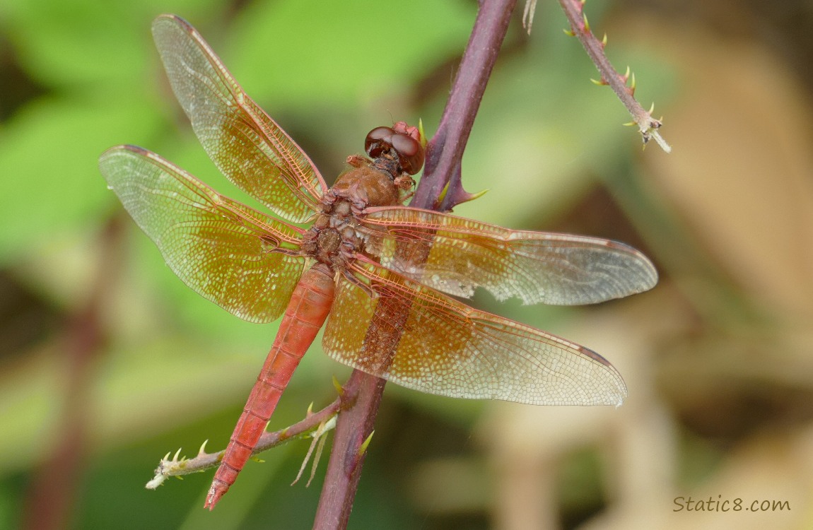 Red dragonfly standing on a thorny twig