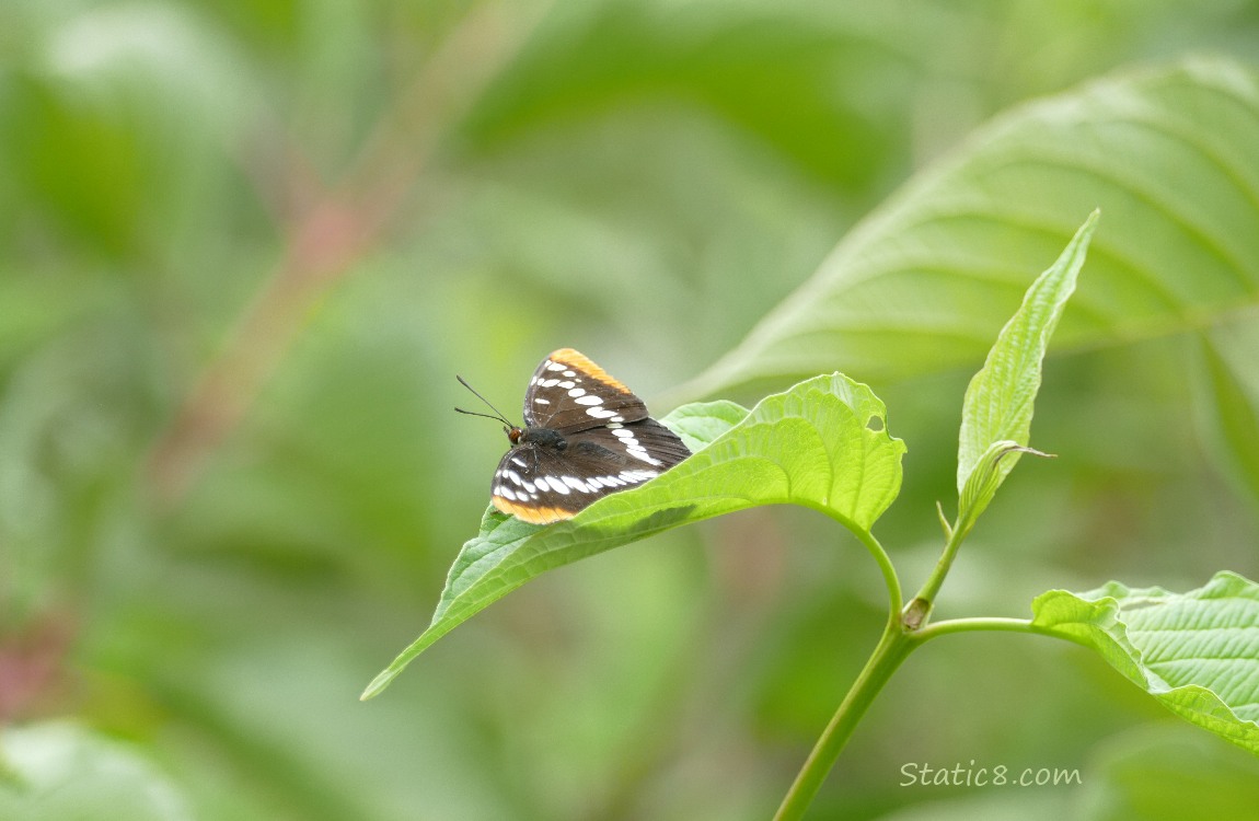 Butterfly standing on a leaf