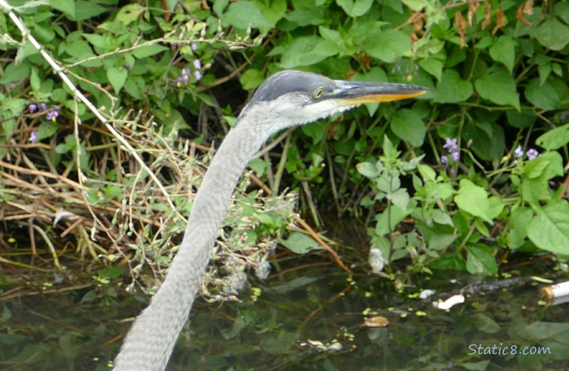 Great Blue Heron standing in shallow water