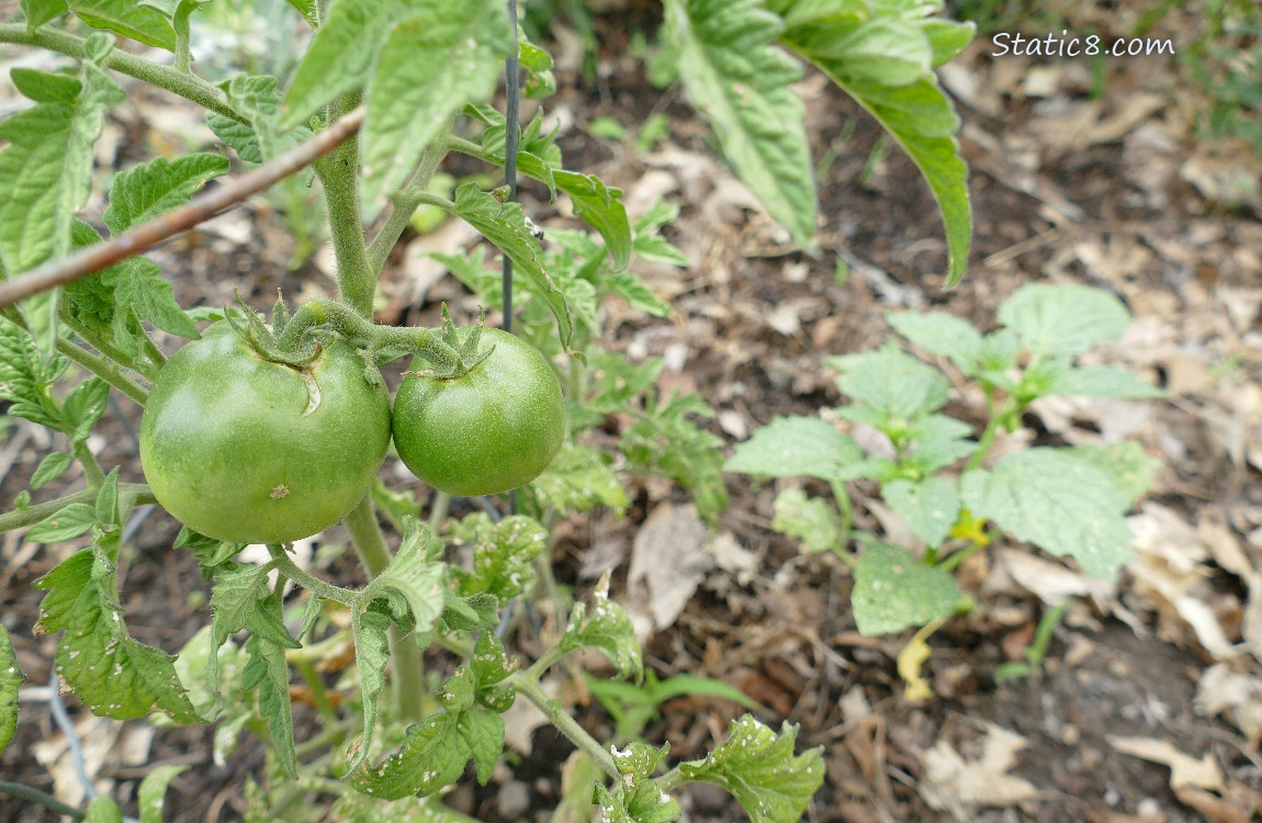 Green Tomatoes on the plant, a tomatillo plant in the background
