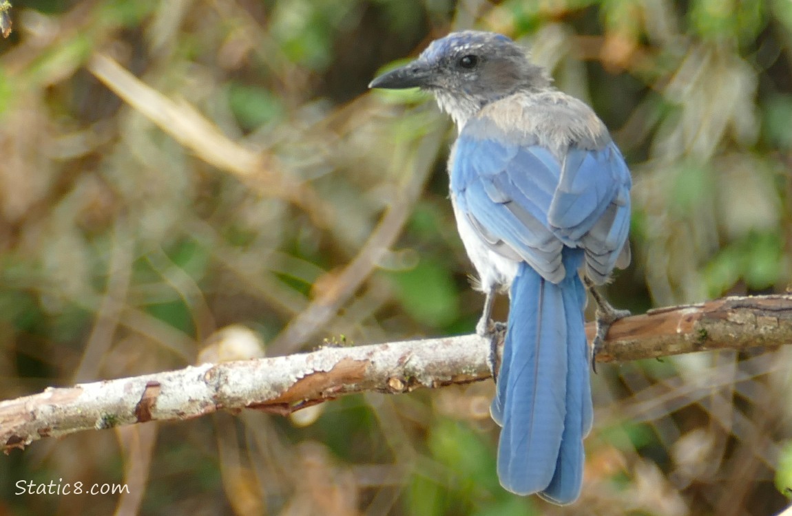 Scrub Jay looking over his shoulder