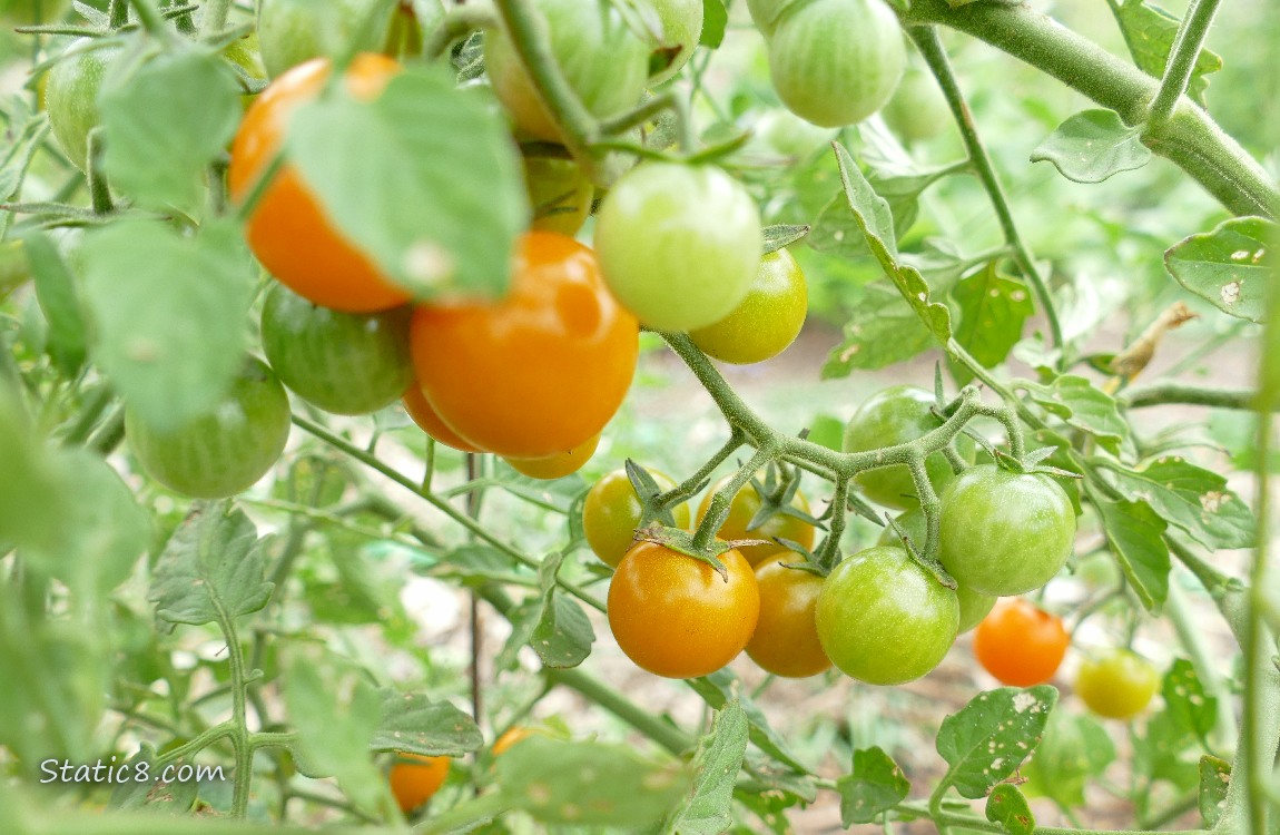 Sungold cherry tomatoes ripening on the vine