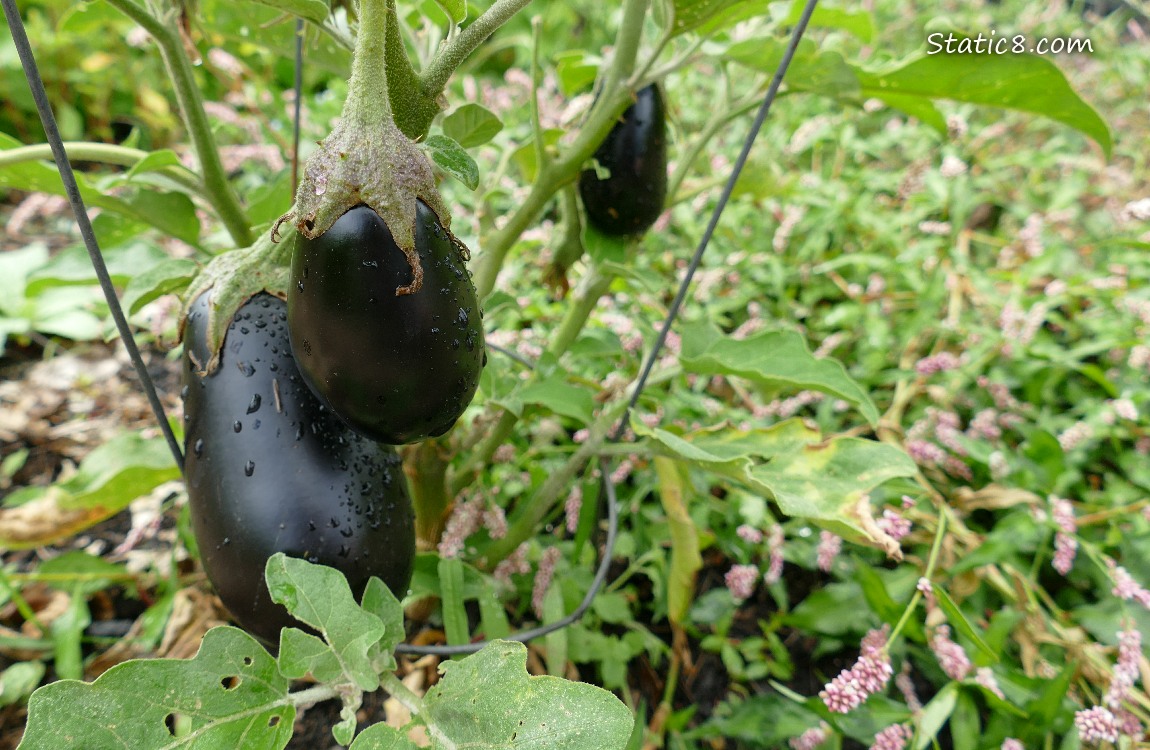 Aubergine fruits hanging from the plant