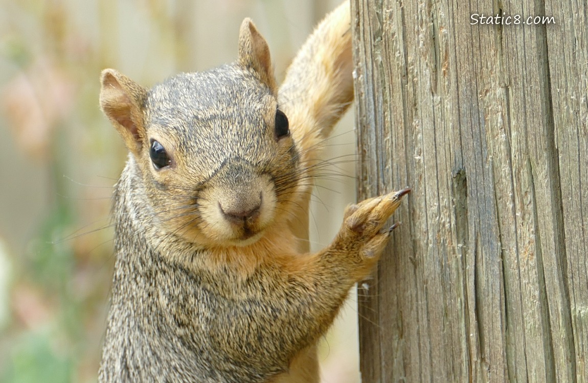Squirrel on the side of a wood telephone pole