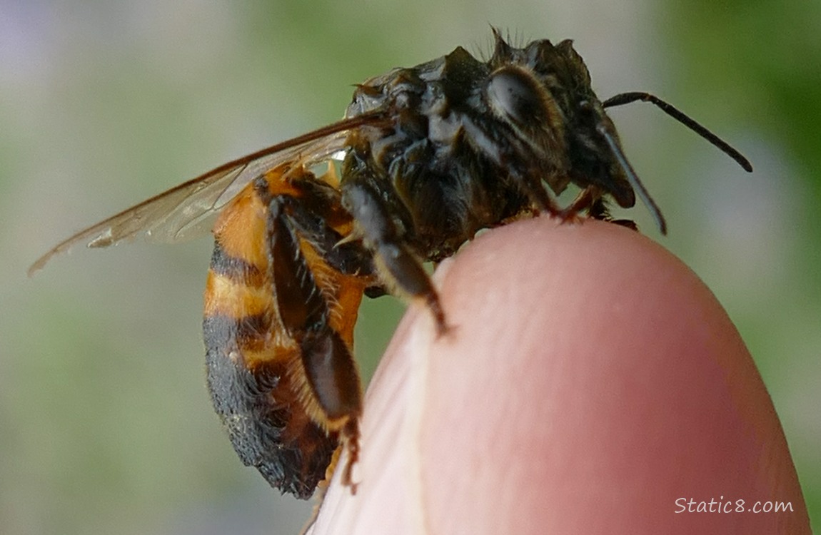 Honey Bee sitting on the tip of a finger